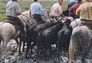  Reiten Stes Maries de la mer